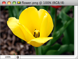 Flower - Image Viewer